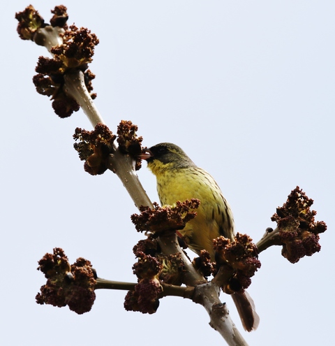 ヤチダモの雄花とアオジ♂_a0152663_2004645.jpg