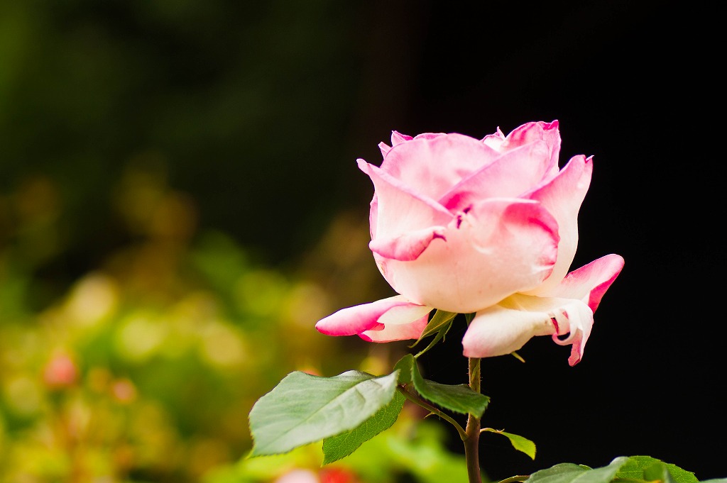 星空から薔薇、そしてボルゾイ。_c0260264_20183715.jpg