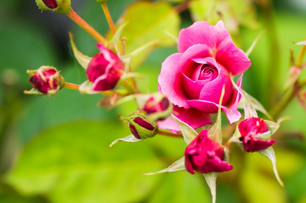 星空から薔薇、そしてボルゾイ。_c0260264_20184790.jpg