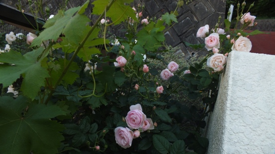 b0214473_2054381.jpg
