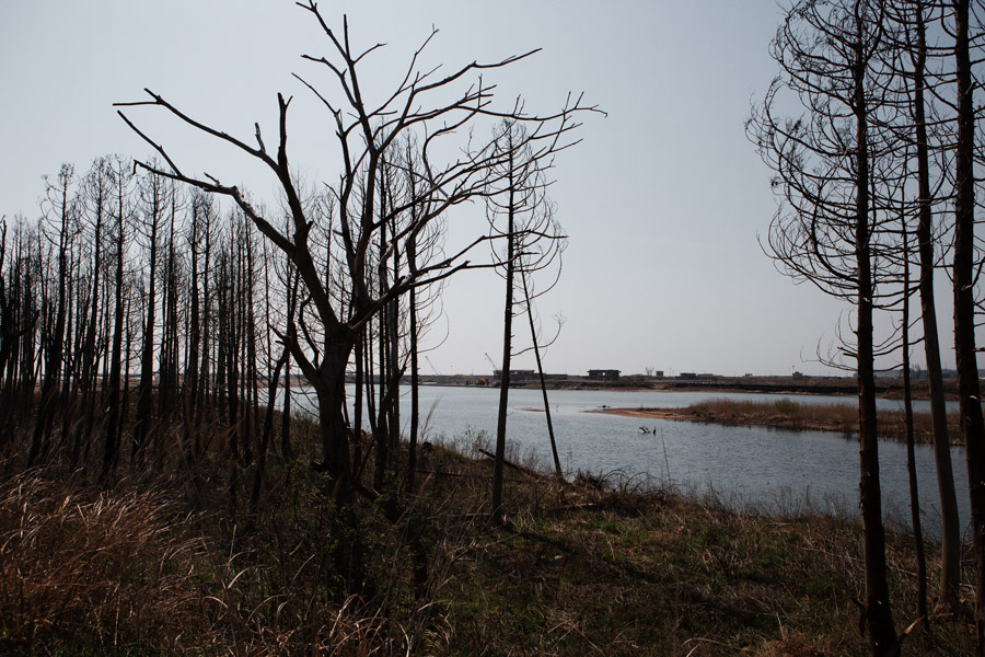 untitled／fukushima spring_e0216492_435458.jpg