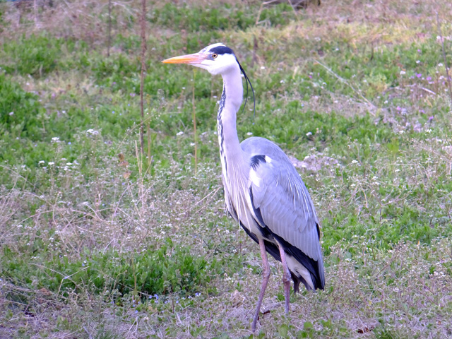 b0198195_852245.jpg
