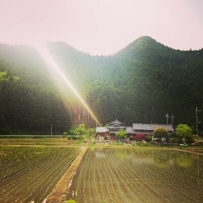 田植えが無事に終わりました_c0118495_23453951.jpg