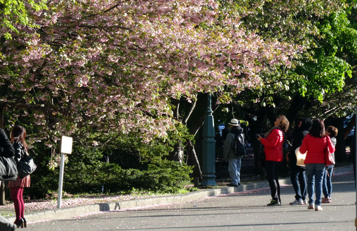 札幌は花盛り_b0145296_22391588.jpg