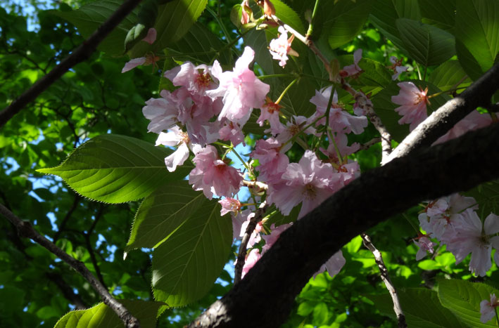 札幌は花盛り_b0145296_22393698.jpg