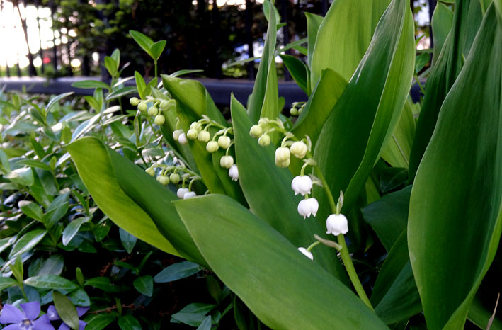 札幌は花盛り_b0145296_22405599.jpg