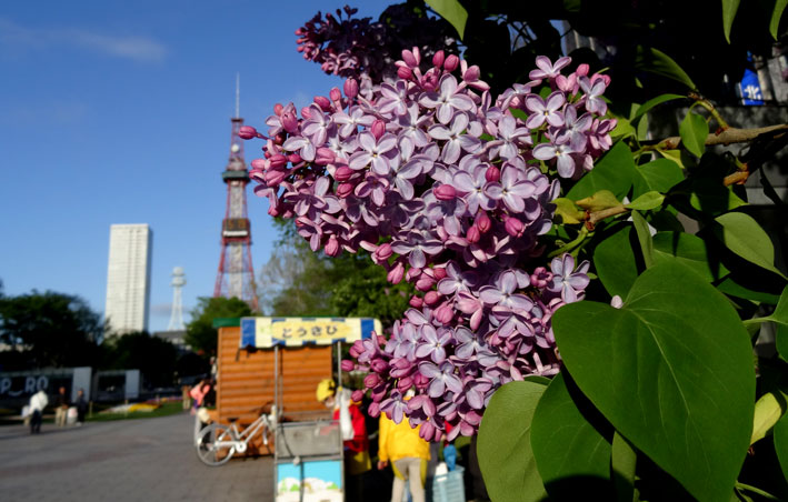 札幌は花盛り_b0145296_22423828.jpg
