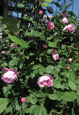 c0117898_2110405.jpg