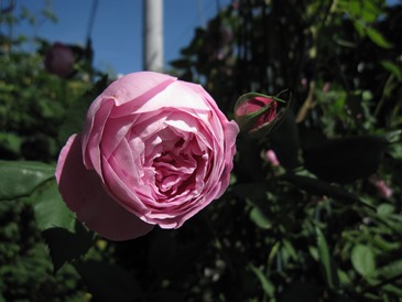c0117898_21105789.jpg