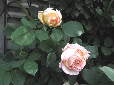 c0117898_21115838.jpg