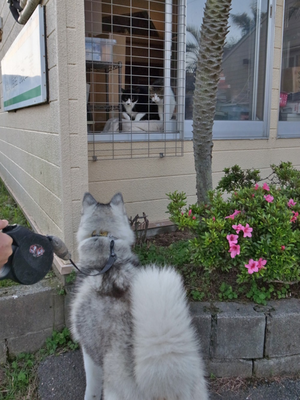 観察日記 (*^_^*)_c0049299_22281838.jpg