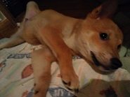 里親さま募集中 ☆ チャーチャ_f0242002_1046152.jpg