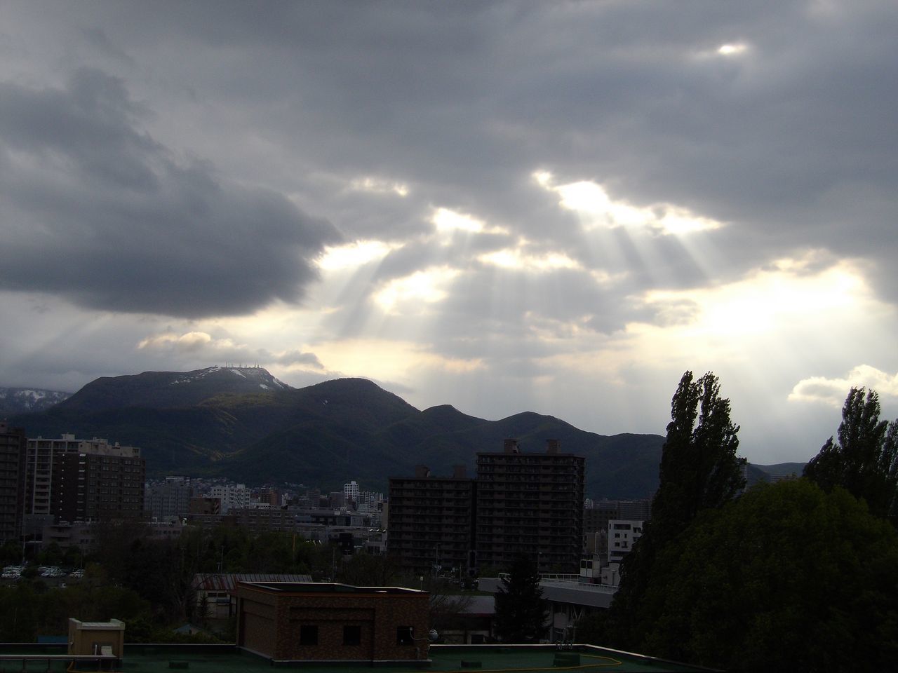 ピンクのワスレナグサ_c0025115_20532902.jpg