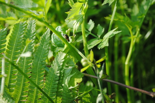 生き延びろ，カマキリ_f0128316_07305534.jpg