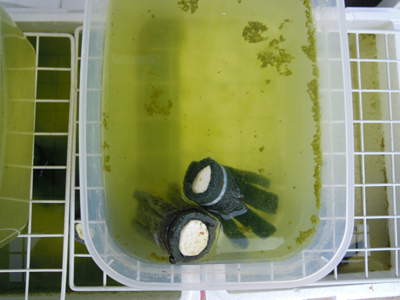 針子容器を綺麗にしたい だって おばちゃんだもん