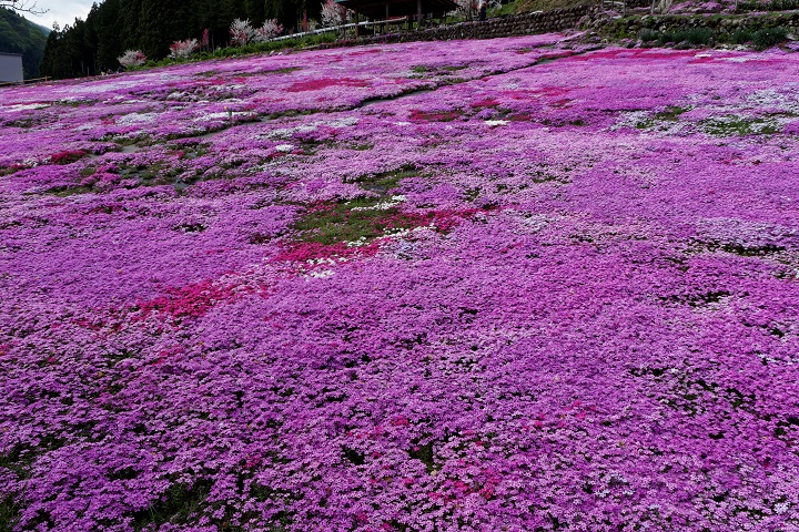 2015　國田家の芝桜_f0274536_021639.jpg