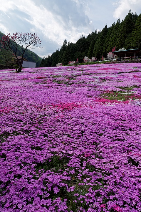 2015　國田家の芝桜_f0274536_022973.jpg