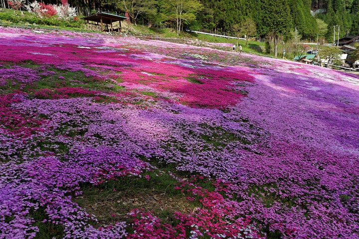 2015　國田家の芝桜_f0274536_02437.jpg