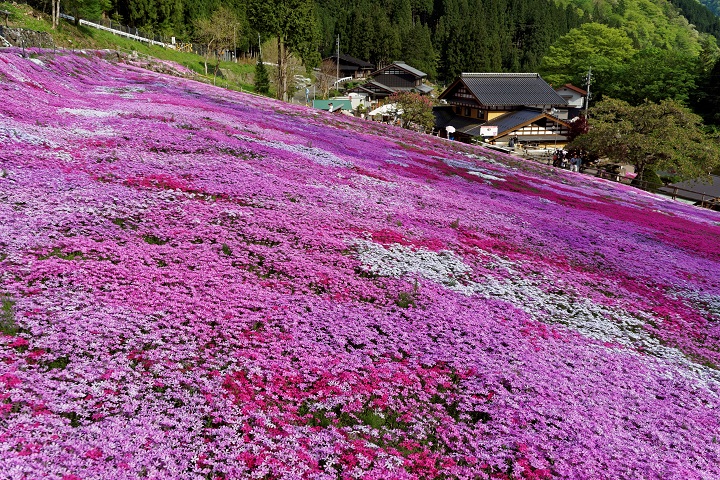 2015　國田家の芝桜_f0274536_03895.jpg