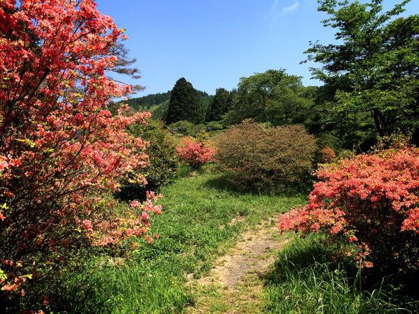 花暦ウォーク@鳥見山&長谷寺コース_e0292546_7205111.jpg