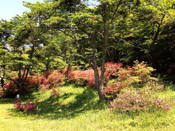 花暦ウォーク@鳥見山&長谷寺コース_e0292546_7205493.jpg