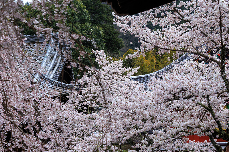 毘沙門堂・しだれ桜_f0155048_231184.jpg