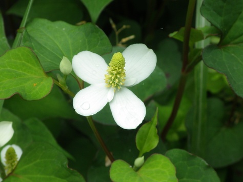 どくだみの開花はホタル出現の前触れ_e0094349_11374860.jpg