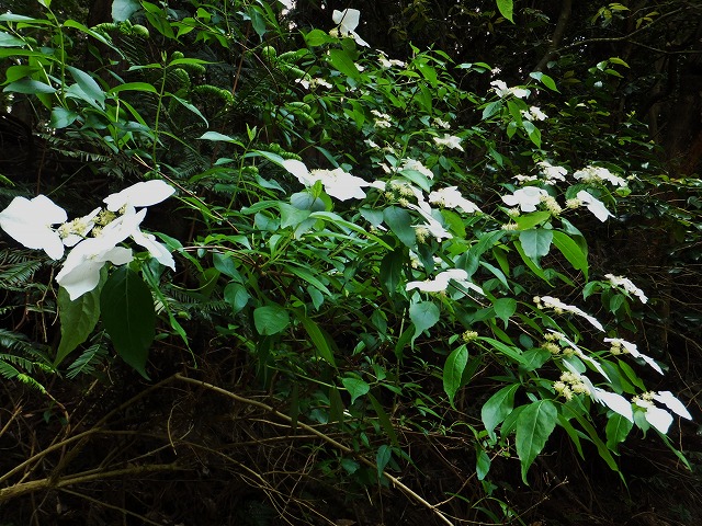 d0048350_1062296.jpg