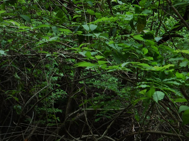 d0048350_1063023.jpg