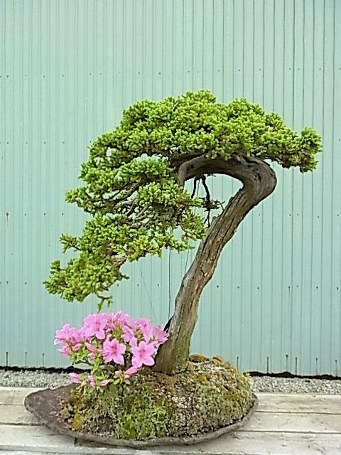ツツジ : bonsai英樹