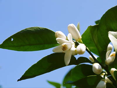 種なしかぼす かぼすの開花 今年は冬の剪定でさらに高品質に育てます ｆｌｃパートナーズストア