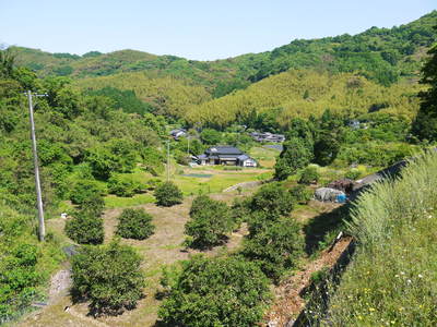 種なしかぼす かぼすの開花!今年は冬の剪定でさらに高品質に 種なしかぼす かぼすの開花!今年は冬の剪定でさらに高品質に