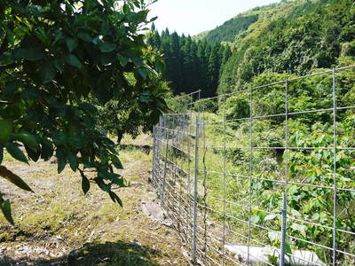 種なしかぼす　花咲く様子を現地取材(2023)　今年も農薬を使用せず元気に育てます！_a0254656_17325652.jpg