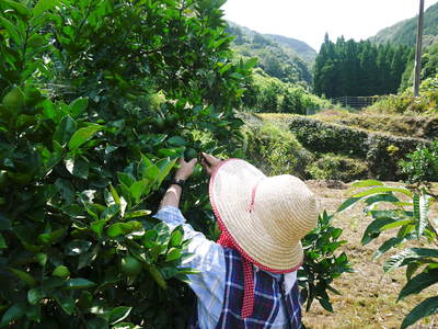 種なしかぼす　花咲く様子を現地取材(2023)　今年も農薬を使用せず元気に育てます！_a0254656_1854317.jpg