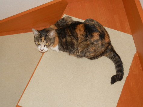 ’15,5,15(金)心ちゃんは猫が苦手!_f0060461_10584431.jpg