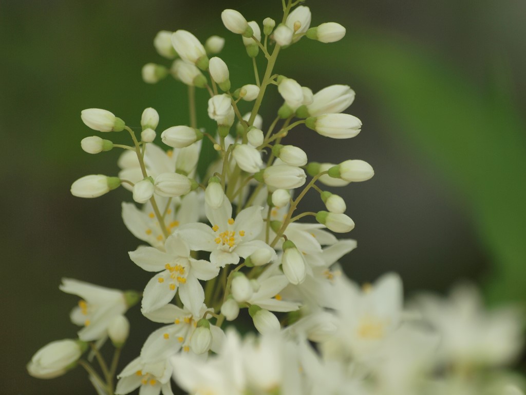 『空木(ウツギ)の花達・・・・・』_d0054276_20361337.jpg