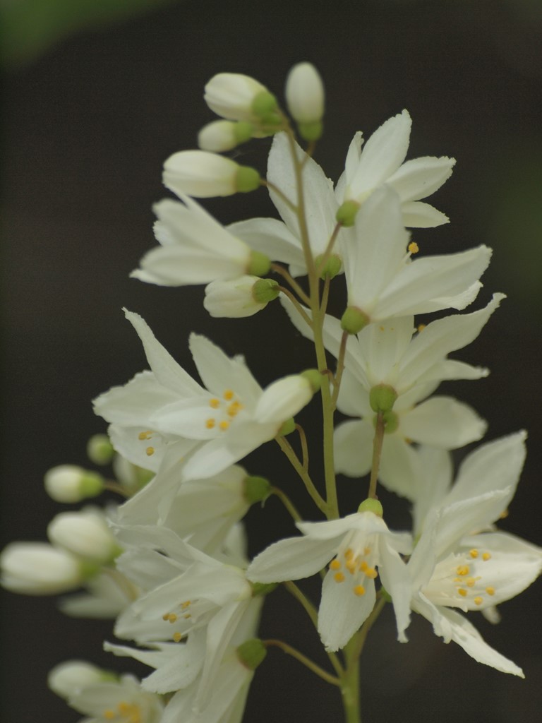 『空木(ウツギ)の花達・・・・・』_d0054276_2036181.jpg