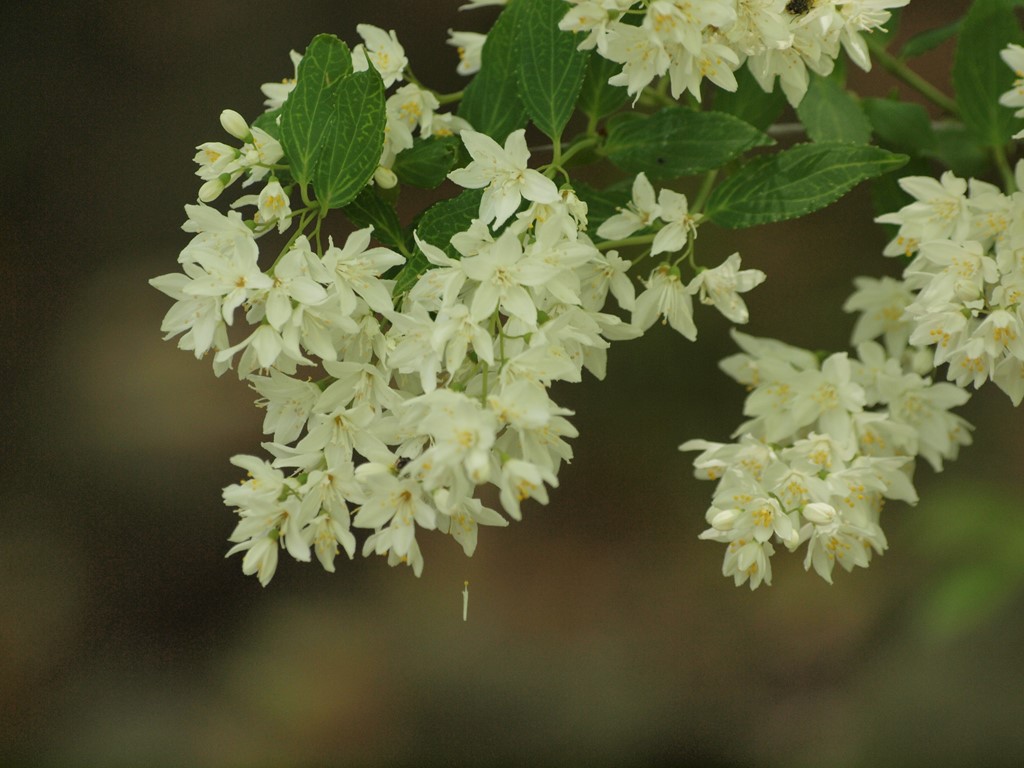 空木 ウツギ の花達 自然風の自然風だより 空木 ウツギ の花達 自然風の自然風だより