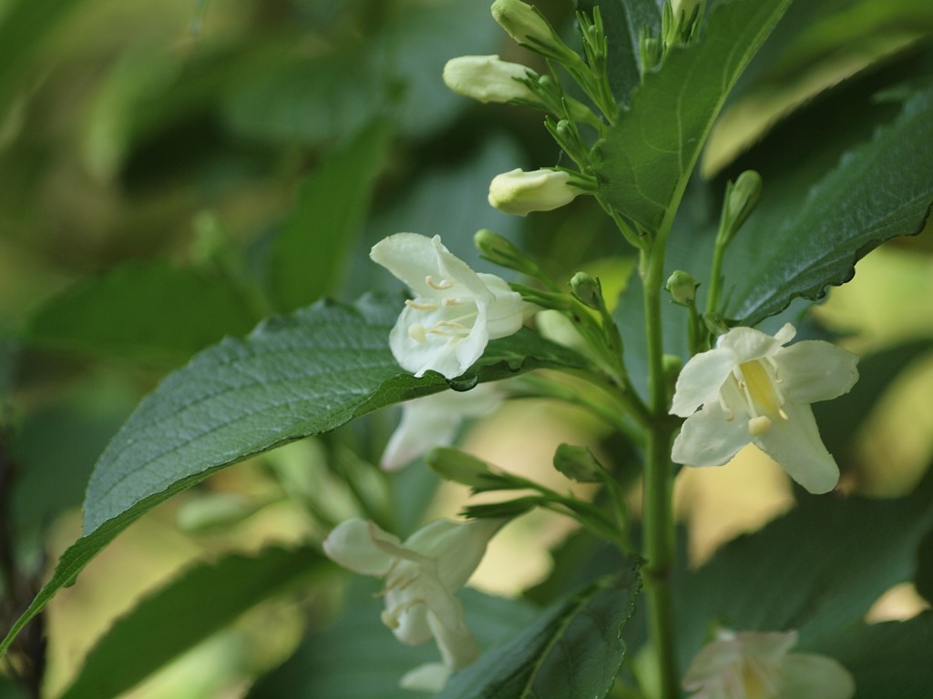 『空木(ウツギ)の花達・・・・・』_d0054276_20392983.jpg