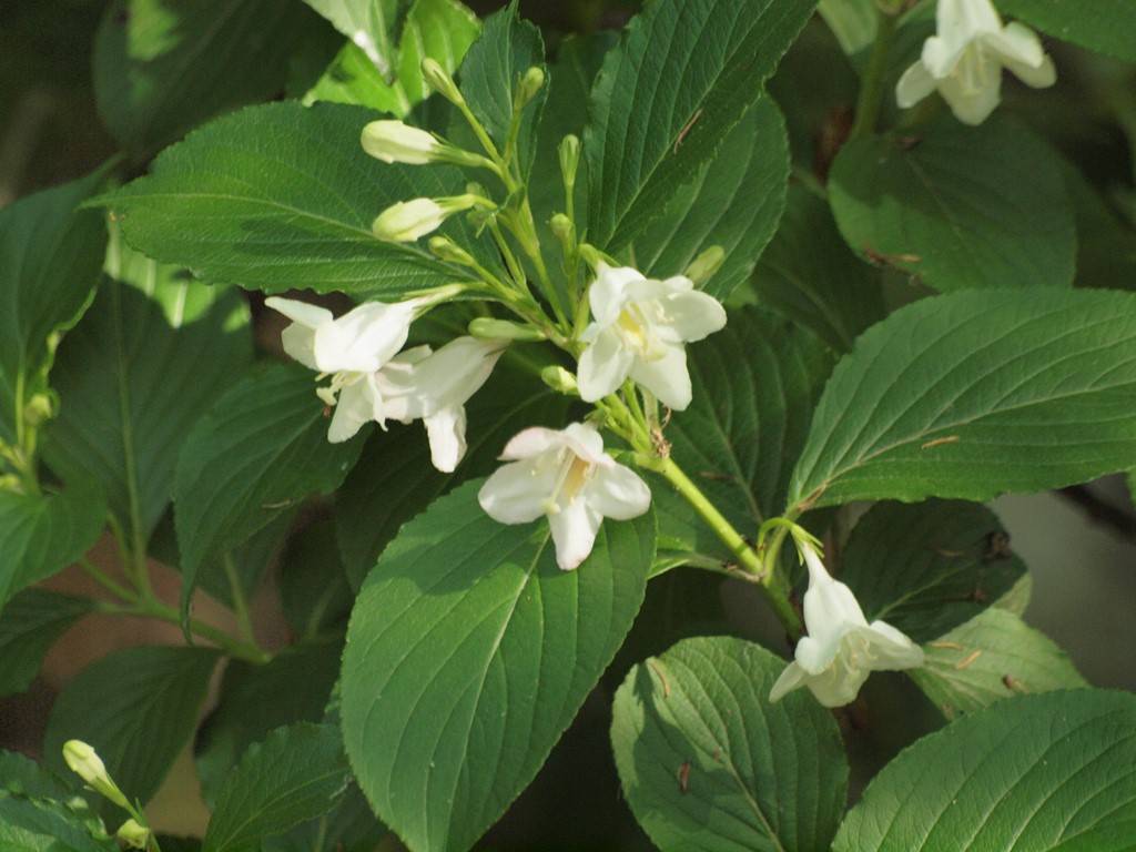 空木 ウツギ の花達 自然風の自然風だより