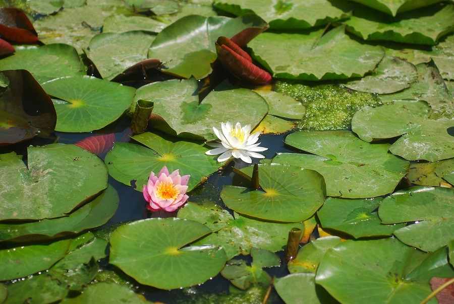 c0187781_18131055.jpg