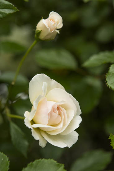 Small garden の薔薇_f0032481_13433013.jpg