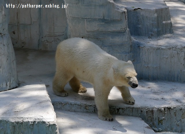 ２０１５年５月　天王寺動物園　その１　イッちゃん　aka Shilka初めまして　513日齢_a0052986_7135468.jpg