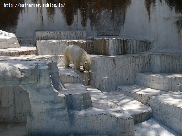 ２０１５年５月　天王寺動物園　その１　イッちゃん　aka Shilka初めまして　513日齢_a0052986_7281032.jpg