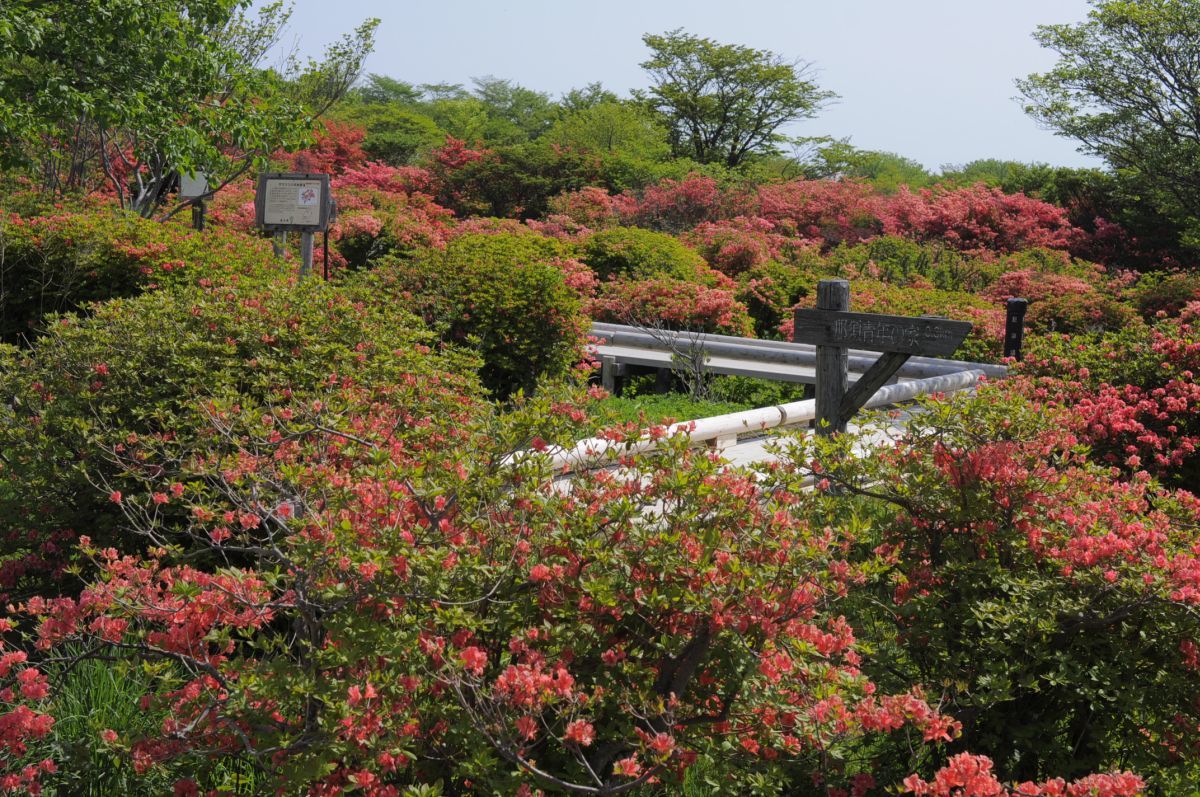 2015八幡つつじ開花状況：その3・満開_a0011690_13034352.jpg