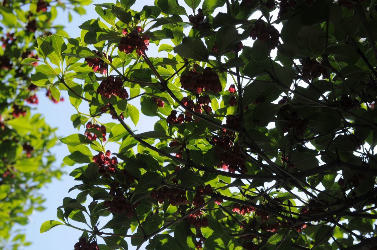 2015八幡つつじ開花状況：その3・満開_a0011690_13345857.jpg