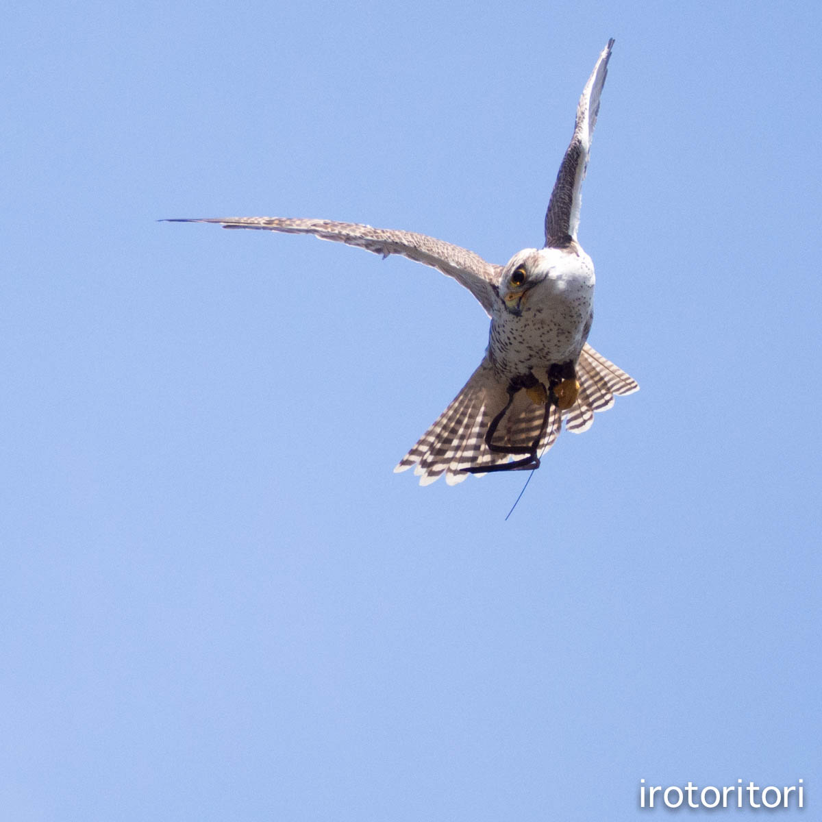 富士花鳥園　　（セイカーハヤブサ）　　2015/05/14_d0146592_0594836.jpg