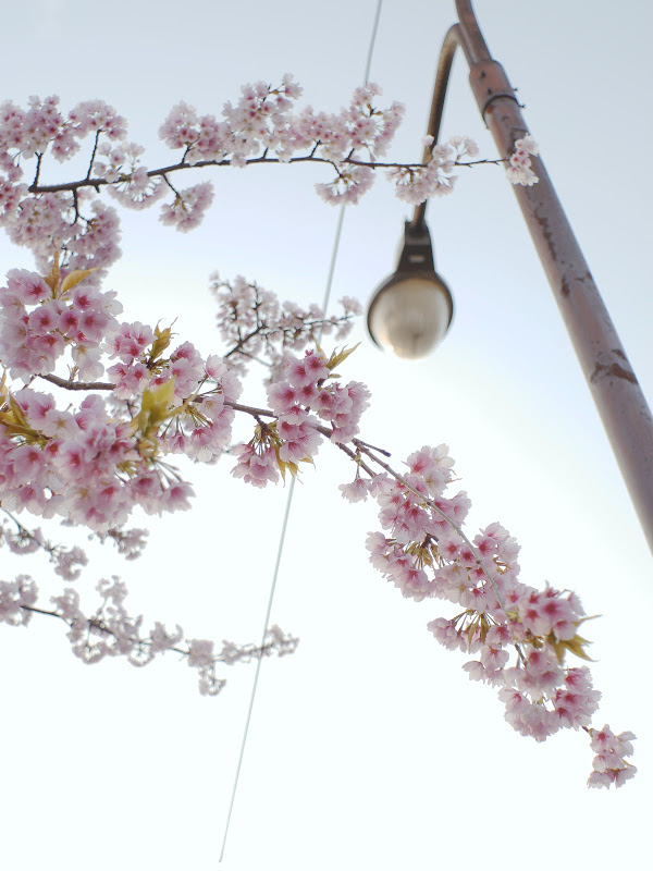 今年も百舌鳥駅 大寒桜 ②_b0138101_16161523.jpg