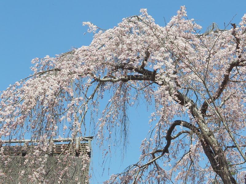 地元の名所 ～ 「天野山金剛寺」 ①_b0138101_16170651.jpg