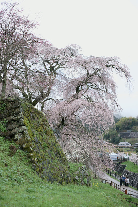 大宇陀の桜 2015 ②_b0138101_16171901.jpg